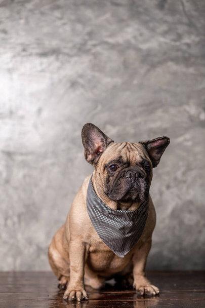 Adult fawn french bulldog wearing scarf sitting with loft wall background, portrait studio shot. - Photo, Image