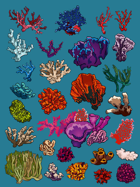 Okyanus sualtı yaban hayatı ve bitki örtüsünün vektör çizimleri: çeşitli renkli su bitkileri, mercanlar, süngerler. Yaz tatilleri, gezi havası, parlak renkler. Özel tasarım, baskı ve çıkartmalar için el çizimleri. - Vektör, Görsel