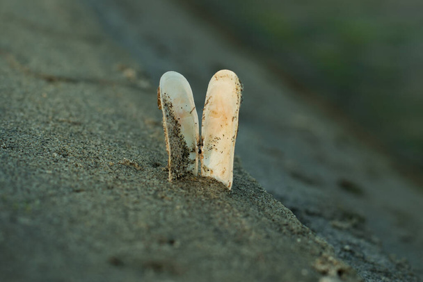 Fique de pé uma concha de mar branco ou ostra no oceano profundo - Foto, Imagem