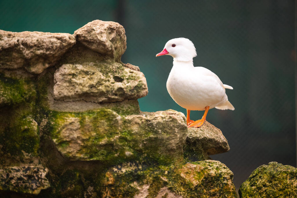 Duck bird. Animals in a zoo.  - Фото, изображение