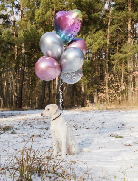 drôle chiot blanc mignon assis dans la forêt sur la neige. De nombreux ballons colorés sont attachés au collier. La tendresse, le plaisir, la surprise, la joie, le don, la gratitude, avec amour. Publicité de livraison de ballon - Photo, image