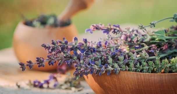 Salvia pratensis, niitty clary tai niitty salvia violetti tuoreita kukkia lähellä laasti keitetty kuivattu yrtti. Lääkeyrttejä. Itselääkitys. Kasviperäisten kasvien kerääminen lääketiedettä ja kosmetiikkaa varten - Valokuva, kuva