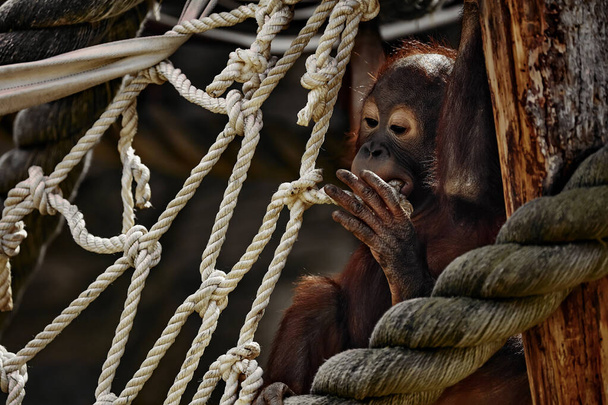 The baby orangutan plays with a rope - 写真・画像