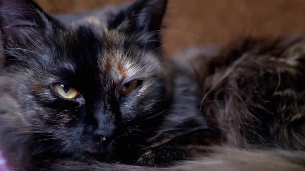 Portrét odpočinku, upadající pryč spánek mnohobarevné domácí kočka na posteli se zelenýma očima - Záběry, video
