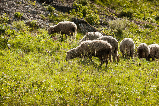 sheep graze at the foot of the mountains in summer - Foto, Imagem