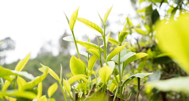 Top tea leaves, natural products, are ingredients in making beverages. Selected fresh tea leaves in tea plantations. - Photo, image