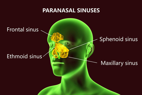 Anatomy of paranasal sinuses. 3D illustration showing male with highlighted paranasal sinuses, frontal, maxillary, ethmoid, and sphenoid. Labelled image - Photo, Image