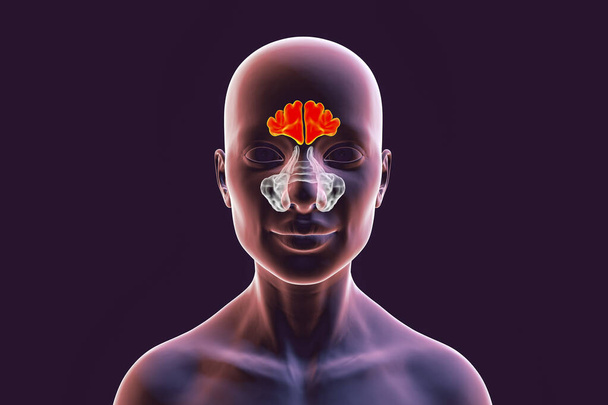 Anatomia zatok paranasalnych. Ilustracja 3D pokazująca kobietę z podświetlonymi zatokami czołowymi, widok z przodu - Zdjęcie, obraz