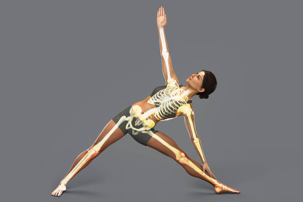 Anatomia jogi, kobieta w pozycji trójkątnej jogi lub Trikonasana z podkreślonym szkieletem. Ilustracja 3D pokazująca aktywność szkieletową w tej postawie jogi - Zdjęcie, obraz