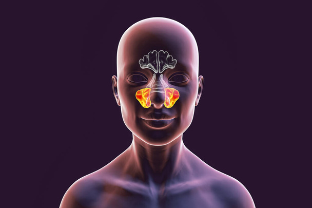 Anatomie der Nasennebenhöhlen. 3D-Illustration zeigt weibliche mit hervorgehobenen Kieferhöhlen, auch als Antrum von Highmore bekannt, Frontansicht - Foto, Bild