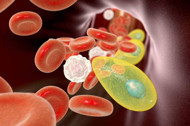 Toxoplasma gondii parasieten in het bloed, de veroorzaker van toxoplasmose ziekte, 3D illustratie - Foto, afbeelding