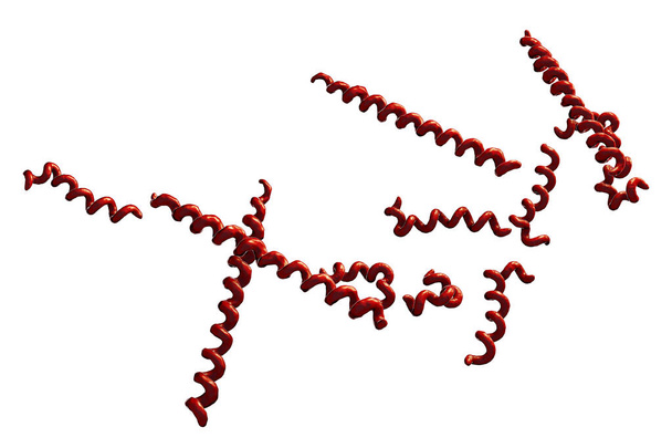 Syfilis bakterie Treponema pallidum izolované na bílém pozadí, 3D ilustrace - Fotografie, Obrázek