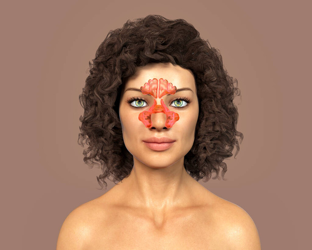 Anatomie des sinus paranasaux. Illustration 3D montrant une femelle avec des sinus paranasaux surlignés, frontaux, maxillaires, ethmoïdes et sphénoïdes - Photo, image