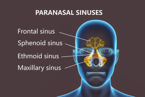 Anatomy of paranasal sinuses. 3D illustration showing male with highlighted paranasal sinuses, frontal, maxillary, ethmoid, and sphenoid. Labelled image - Photo, Image