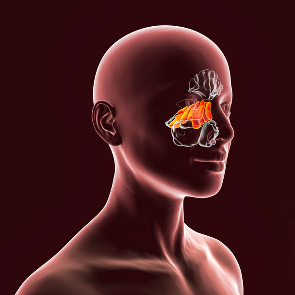Ανατομία παραρρινίων κόλπων. 3D απεικόνιση που δείχνει θηλυκό με τονισμένα ηθμοειδή ιγμόρεια, επίσης γνωστή ως ηθμοειδή κύτταρα του αέρα - Φωτογραφία, εικόνα