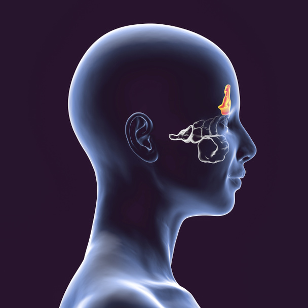 Anatomia dei seni paranasali. Illustrazione 3D raffigurante una femmina con seni frontali evidenziati, vista laterale - Foto, immagini