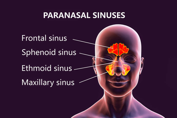 Anatomy of paranasal sinuses. 3D illustration showing female with highlighted paranasal sinuses, frontal, maxillary, ethmoid, and sphenoid. Labelled image - Photo, Image
