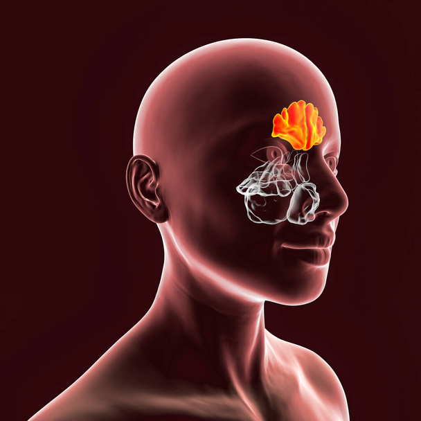 Anatomie van paranasale sinussen. 3D illustratie tonen vrouw met gemarkeerde frontale sinussen - Foto, afbeelding