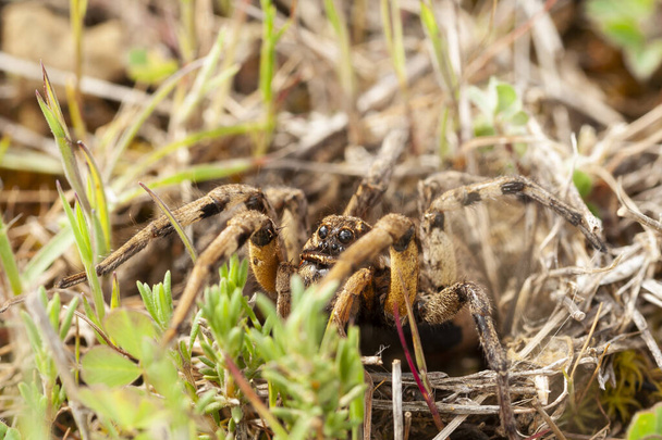 Concentration sélective d'une araignée loup (Lycosa fasciiventris). Tarentule européenne. - Photo, image