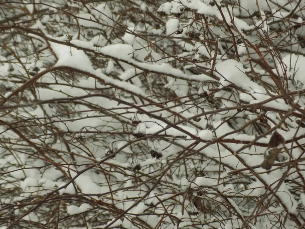 Bush lumessa - Valokuva, kuva