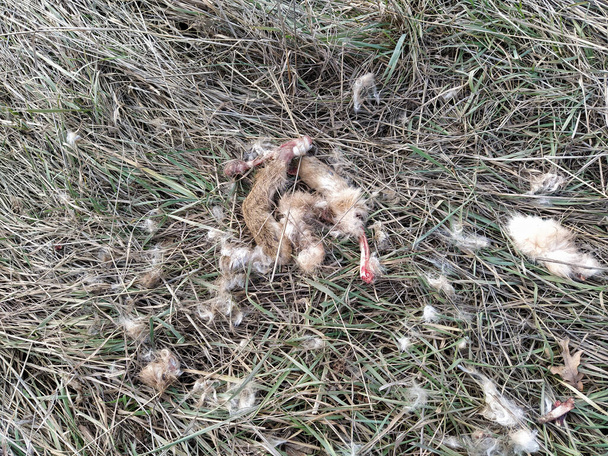 Delen van een dode haas opgegeten door een roofdier in het gras - Foto, afbeelding