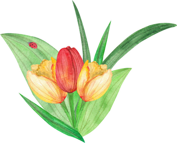 水彩で描かれた春の花の活気ある花束。赤と黄色のチューリップ、白い背景に葉の間のてんとう虫。水彩画は絵葉書や版画に適しています。. - 写真・画像