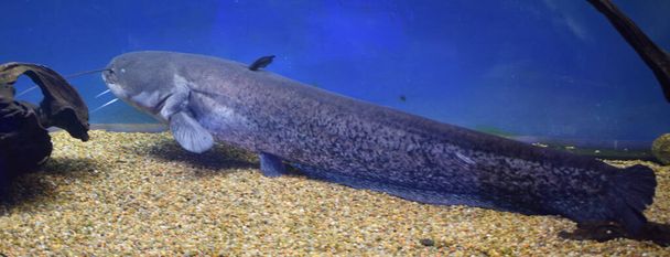 Dangerous cosmpolitan freshwater predator fish Channel catfish, Ictalurus punctatus, rest on sand bottom in biotope aquarium, popular aquaculture farming species. Freshwater fish. - Photo, Image