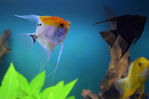 разноцветная рыба цихлид (pterophyllum scalare) плавает под водой в пресноводном аквариуме перед декоративным акваскейпом - Фото, изображение
