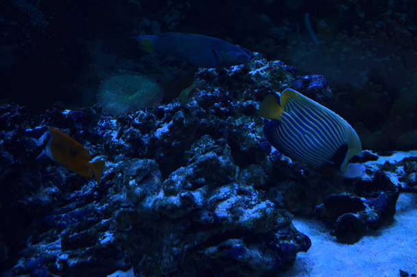 Emperor Angelfish (Pomacanthus imperator) in oceanarium. Marine life, exotic fish, subtropics.. - Photo, Image