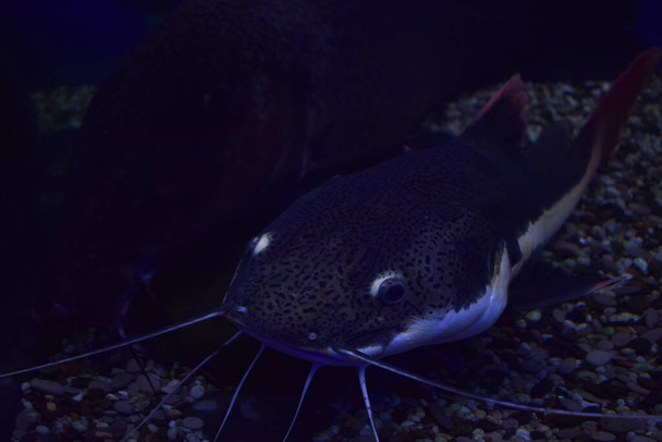 Dangerous cosmpolitan freshwater predator fish Channel catfish, Ictalurus punctatus, rest on sand bottom in biotope aquarium, popular aquaculture farming species. Freshwater fish. - Photo, Image