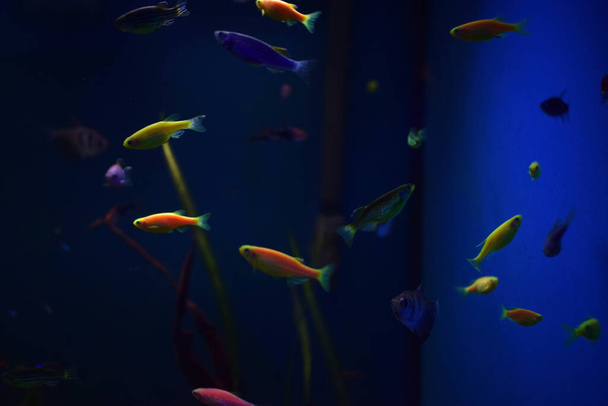 Багато дрібних яскравих коркових риб у чистій блакитній воді плавають хаотично
 - Фото, зображення