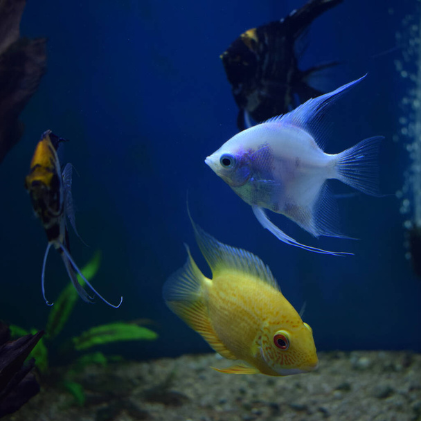 a colorful cichlids fishes (pterophyllum scalare) is swimming underwater in an freshwater aquarium in front of a decorative aquascape and Heros efasciatus (Severum Cichlid) swims in the aquarium. - Foto, imagen