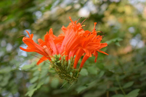 ケープハニーサックルまたはテコマ・カペンシスの低木、オレンジ色の花。テコマ・カペンシス(ケープ・ハニーサックル)は、アフリカ南部原産のビンゴニクイア科植物です。. - 写真・画像