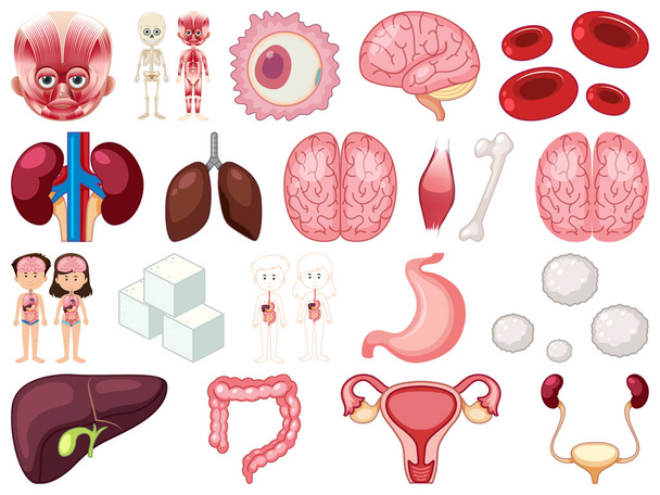 Conjunto de órgãos internos humanos isolados em fundo branco ilustração - Vetor, Imagem