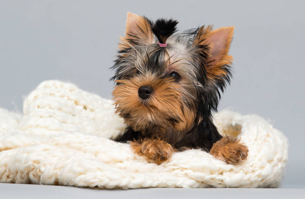 Yorkshire terrier puppy looking in a fluffy white blanket - Foto, Imagen