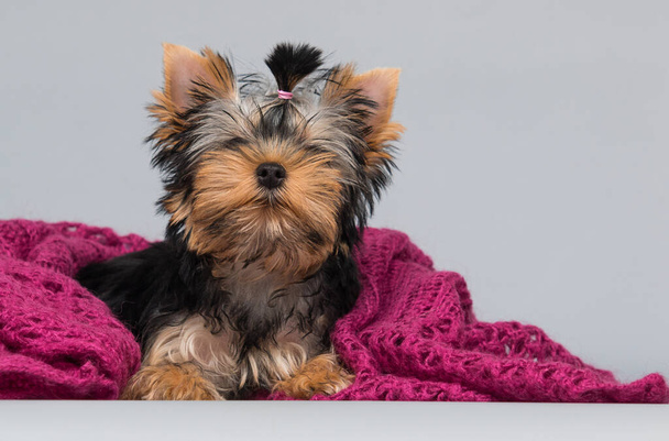 puppy Yorkshire terrier looking at a pink blanket - Valokuva, kuva