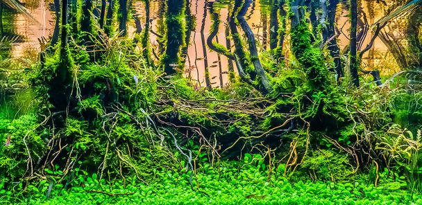 close up εικόνα του υποβρύχιου τοπίου φύση δάσος στυλ ενυδρείο δεξαμενή με μια ποικιλία υδρόβιων φυτών στο εσωτερικό. - Φωτογραφία, εικόνα