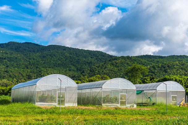afbeelding van witte insectenwerende tent in slimme boerderij plantage in de buurt van groene berg. - Foto, afbeelding