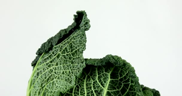 Biologische groene savooi kool roterende op witte achtergrond, geïsoleerde groenten close-up, 4k.  - Video