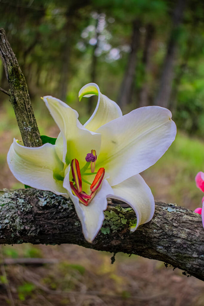 flor branca com tronco no galho da árvore - Foto, Imagem