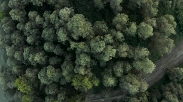 Luftaufnahme von grünen Bäumen in der Nähe eines Flusses. - Filmmaterial, Video