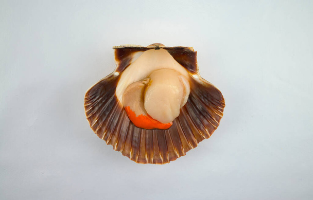 Scallops from the estuaries of Galicia in their shells - Fotoğraf, Görsel