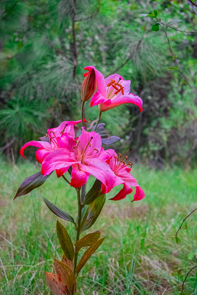 beautiful pink flower with forest background - Photo, Image