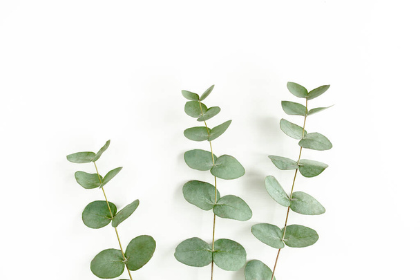 Green leaves eucalyptus isolated on white background. - Valokuva, kuva