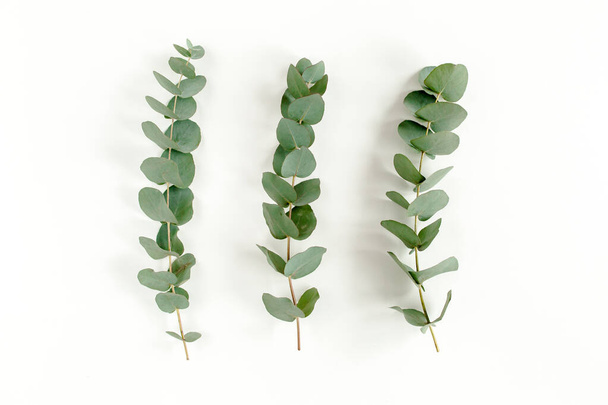Green leaves eucalyptus isolated on white background. - Foto, imagen