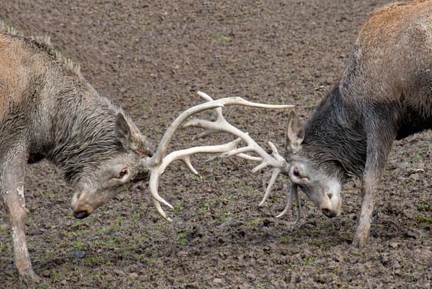 Cervo (Cervus elaphus) cervi combatte durante la stagione di carreggiata per il diritto di accoppiarsi. - Foto, immagini