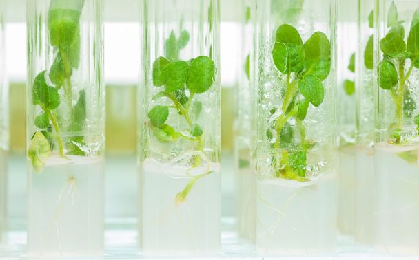 Laboratory tubes with litle plants of potato - Zdjęcie, obraz