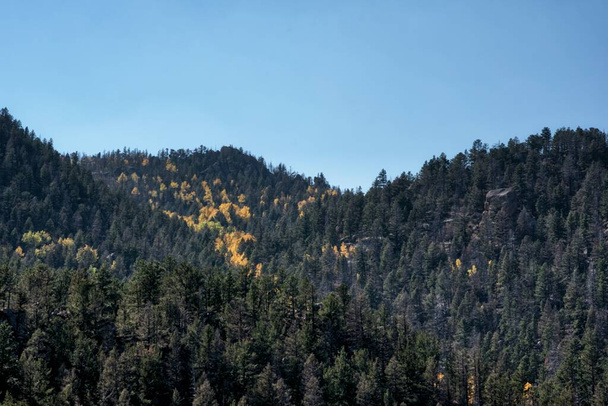 Aspen fák ősszel, Pikes Peak, Colorado - Fotó, kép
