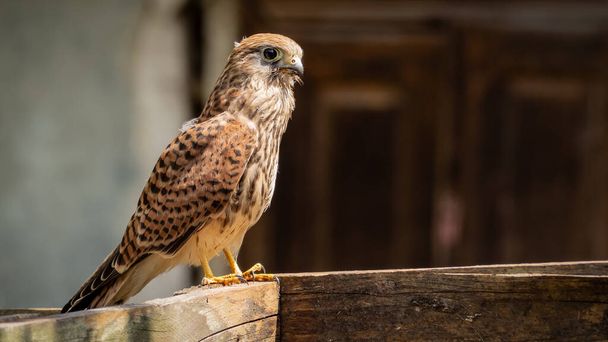 Cernícalo común (Falco tinnunculus) sentado sobre una barandilla de madera y observa los alrededores en verano. - Foto, imagen