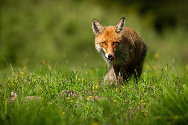Красная лиса облизывает свой рот на яркой поляне в летнем солнечном свете - Фото, изображение